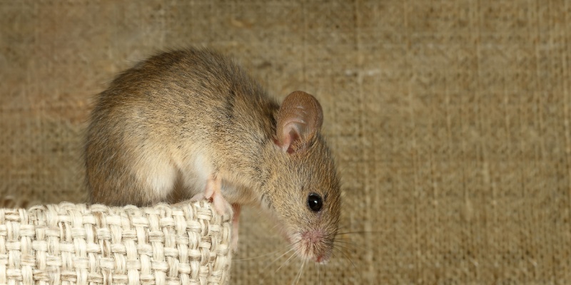 Mouse Prevention Tips for Upland, CA Homeowners