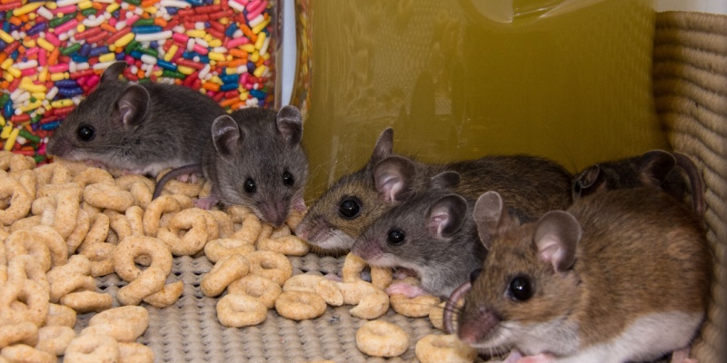 Will Mice Spread Rapidly if You Have an Infestation in Your Home?