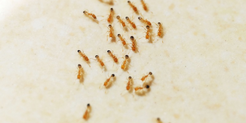 How to Keep Ants Out of Your Kitchen: A Southern California Guide