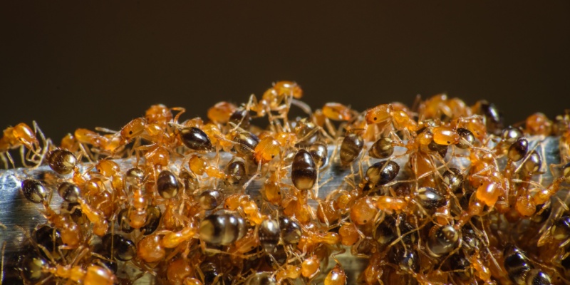 What Types of Ants Are in the Upland, CA Area?