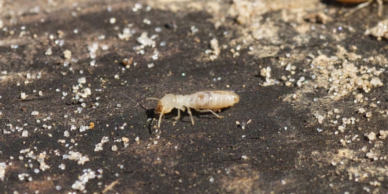 Seasonal Termite Activity in Southern California: When to Be on High Alert
