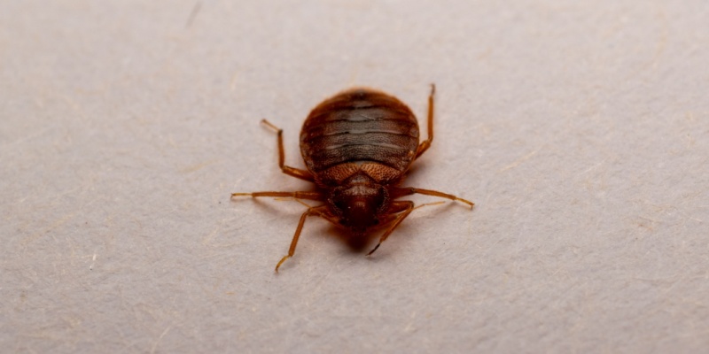 How to Spot Bed Bugs Early: A Guide for Rancho Cucamonga Residents
