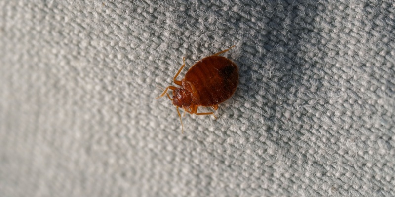 Heat Treatments vs. Chemical Solutions: Which Bed Bug Control Method Is Best?