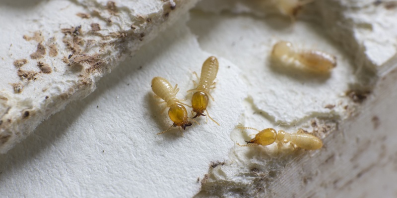 Rancho Cucamonga’s Best Termite Exterminators
