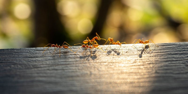 How Weather in Southern California Affects Ant Infestations