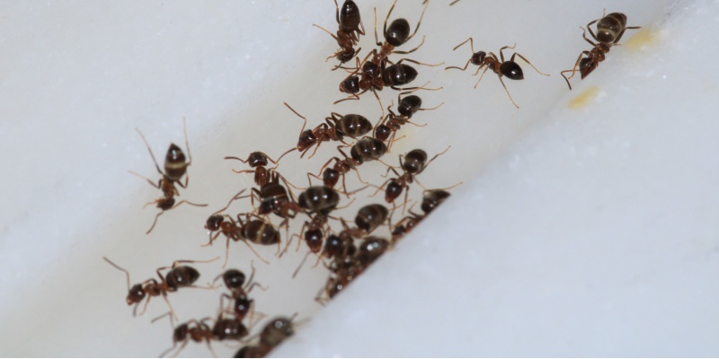 Why Ant Infestations Are Common in the Inland Empire & How to Prevent Them