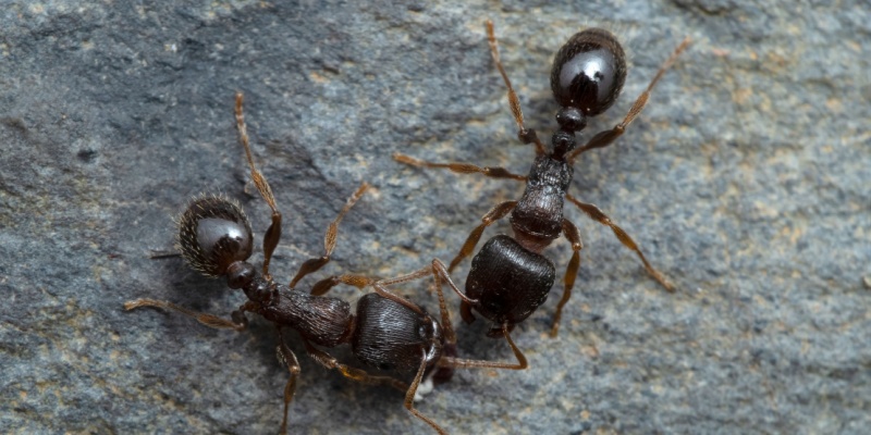 Top Professional Ant Control Methods for Lasting Results