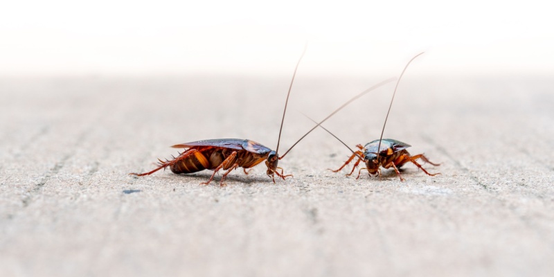 Why Cockroaches Are a Big Problem in Upland and How to Get Rid of Them