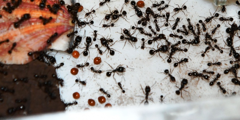 Why DIY Ant Control Fails in Upland and What Works Instead