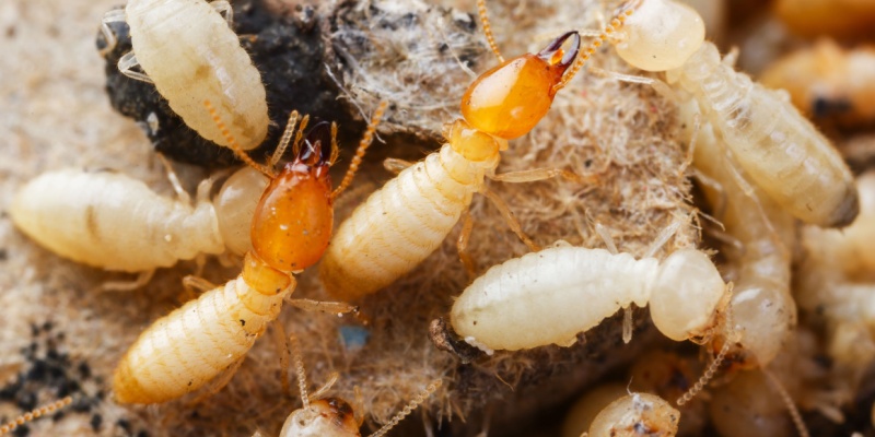 Is That Damage from Drywood or Subterranean Termites?