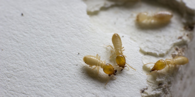 Why Drywood Termites Love Inland Empire Homes (And How to Keep Them Out)