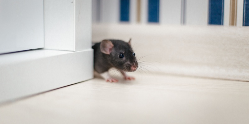 Why Rodent Problems Are Rising in Upland & the Inland Empire