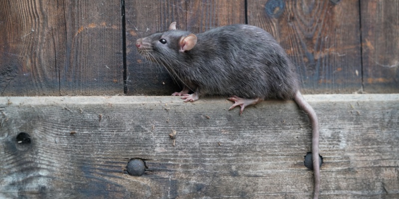 Most Common Rodents in Upland: What Homeowners Should Watch For