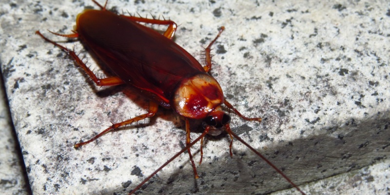 How Cockroaches Spread Between Units in Southern California Apartments