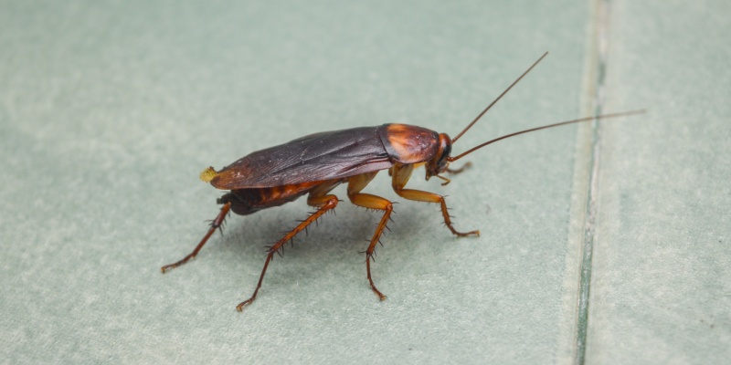 Why Cockroach Problems Are Common in Multi-Family Homes in Southern California