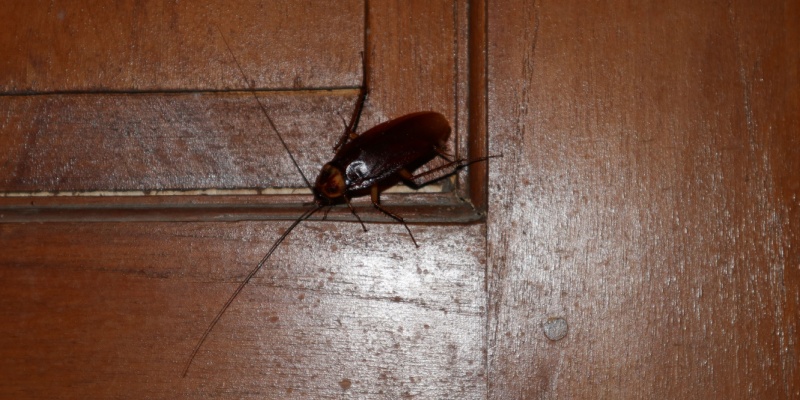 Seeing Roaches During the Day? What That Means for Upland, CA Homes