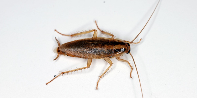 How Do I Know if I Have a German Cockroach Problem?