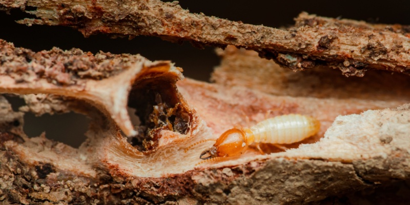 Subterranean vs. Drywood Termites: Which Is More Common in the Inland Empire?