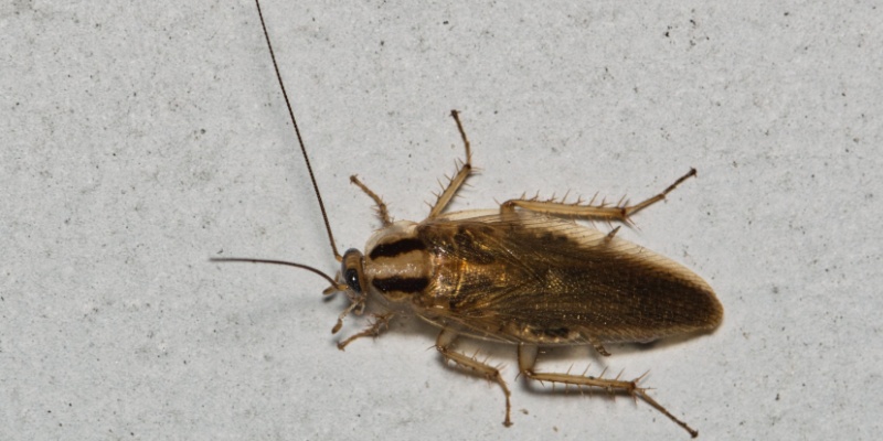 Why German Cockroaches Thrive in Inland Empire Kitchens Year-Round