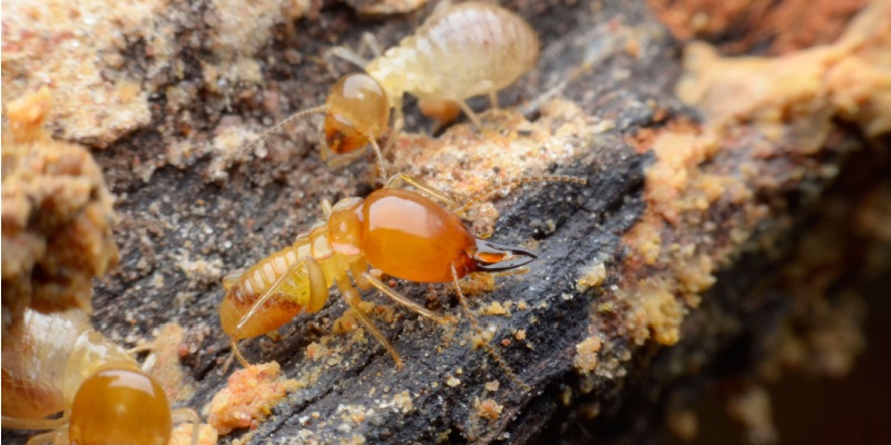 How Fast Termites Can Cause Structural Damage in Inland Empire Properties