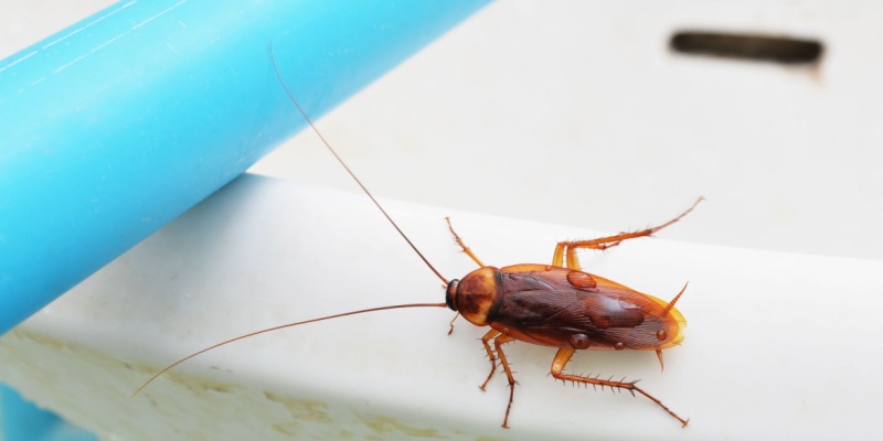 What Bugs Are Most Common in Rancho Cucamonga Homes?