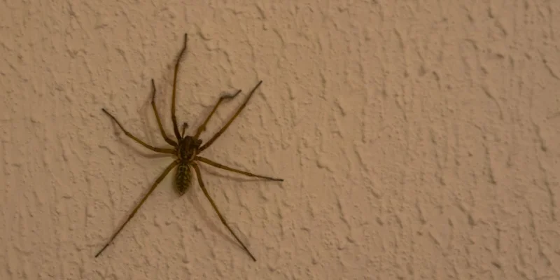 Spider Prevention Tips for Claremont, CA Homeowners
