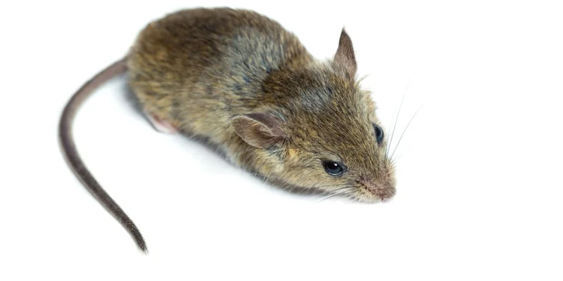 How Southern California’s Climate Affects Mouse Activity Year-Round