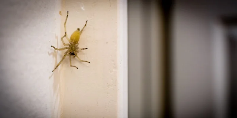 Common Spiders in Upland & the Inland Empire: Which Ones to Watch For